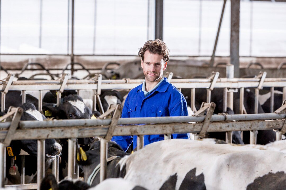 Ketose kan bij melkkoeien optreden als gevolg van een negatieve energiebalans