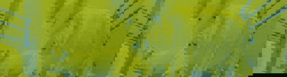 duotone image piglets