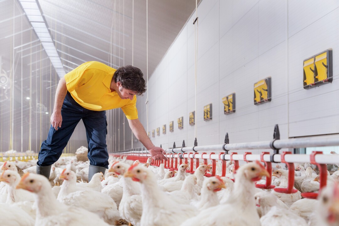 Farm-O-San-Broiler-house-TN-04319_1080- Photo_Bart_Nijs.jpg