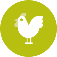 Icon_chicken_TN_14004.png
