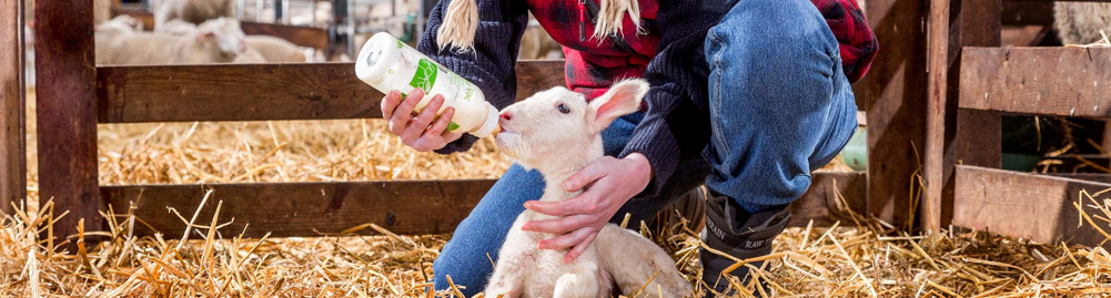 Schapenlam dat met de fles wordt gevoed met lammerenbiest