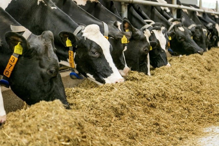 Voer smakelijker met Selko-TMR