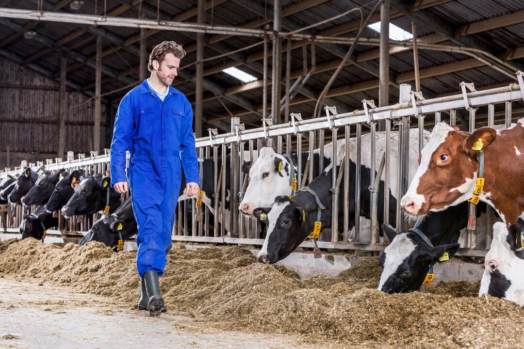 Negatieve energiebalans bij melkvee kan leiden tot ketose