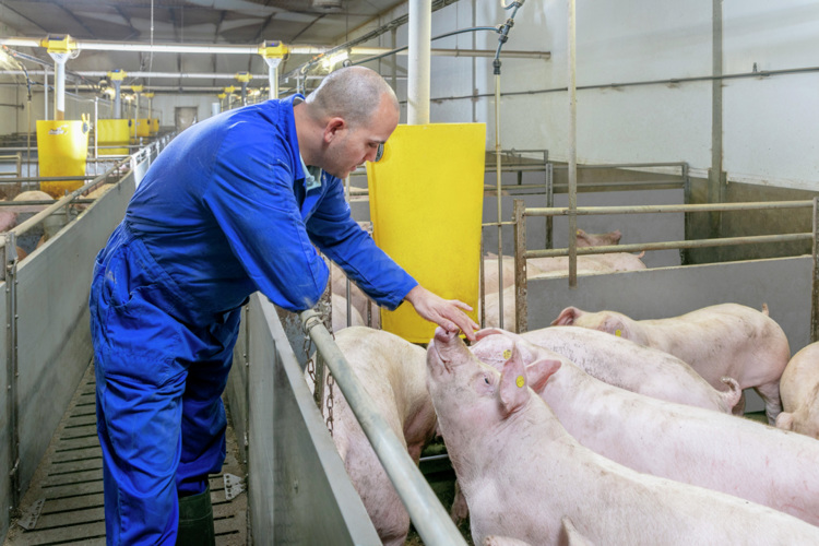 A customized feeding strategy for immunocastrates
