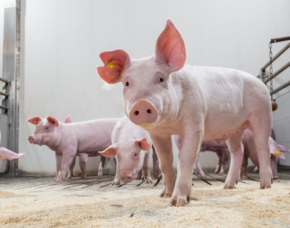 Antimicrobial reduction in piglets