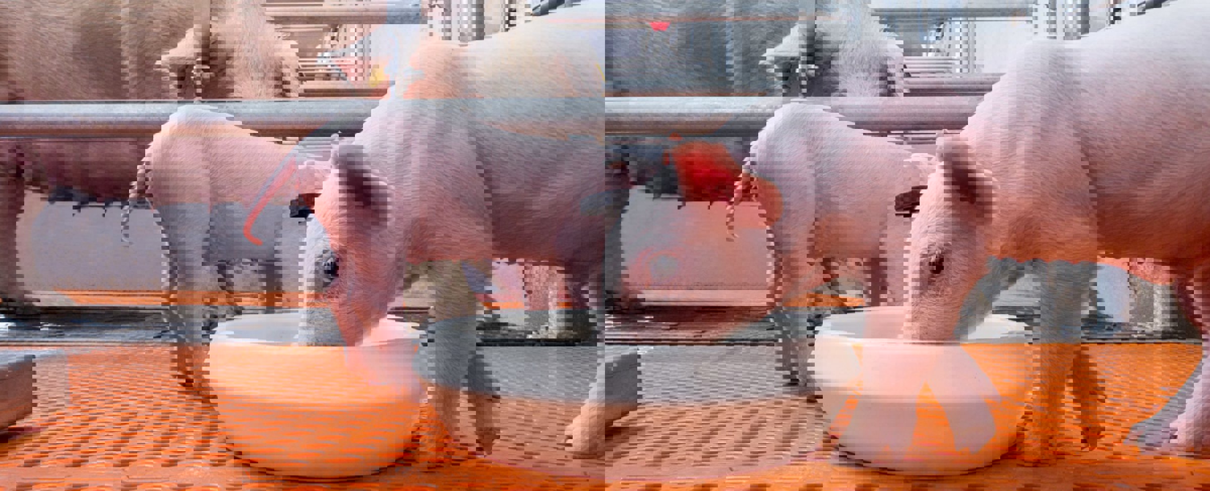 Managing drinking water quality for piglets