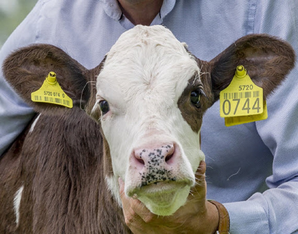 Calf and heifer feed management