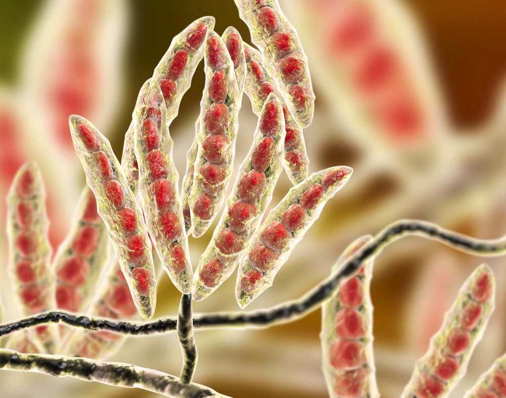 Beheersing van het risico op mycotoxinen