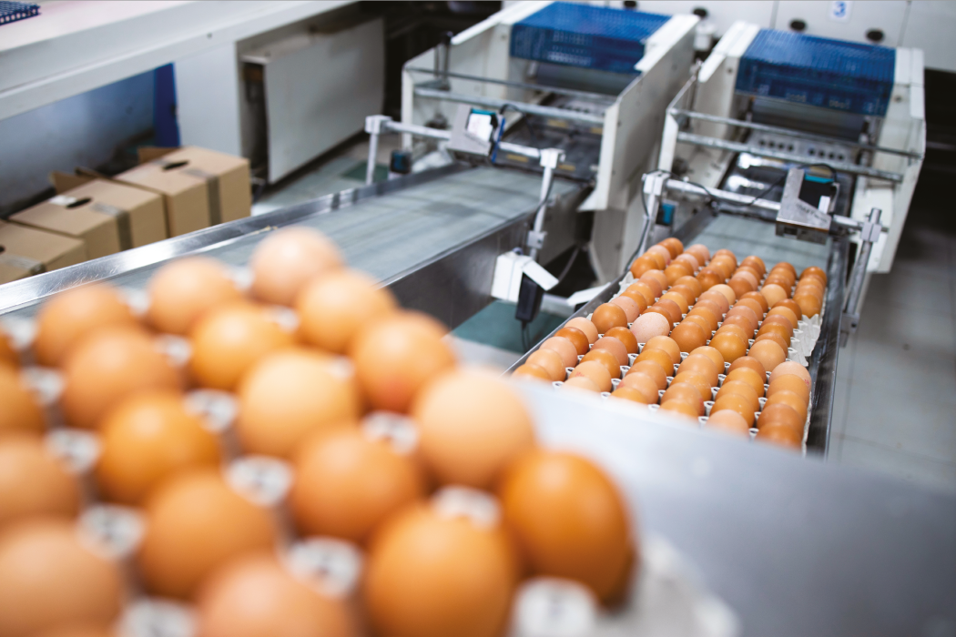 Fabrieksassemblagelijn met eiertrays