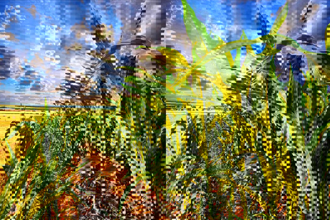 Mycotoxinen in mais gewassen