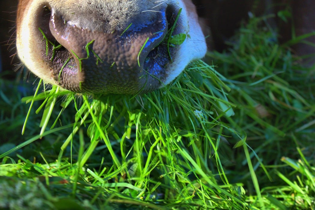 Voedingswaarde vers gras