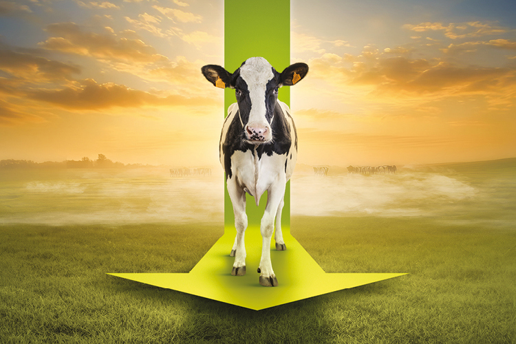 Cow walking forward on a green arrow with a field in the background