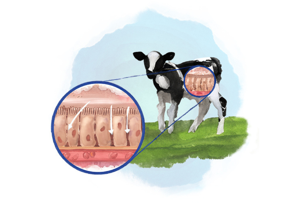Drawn image of calf and it's insides