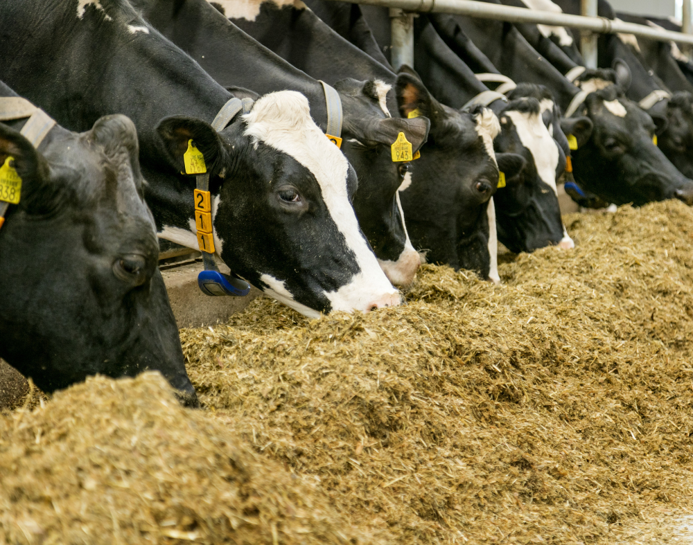 Vaches mangeant