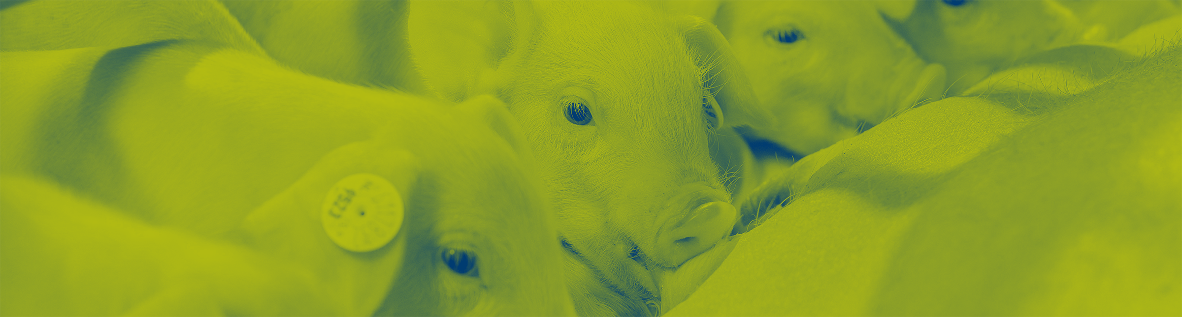 Biestmanagement bij biggen