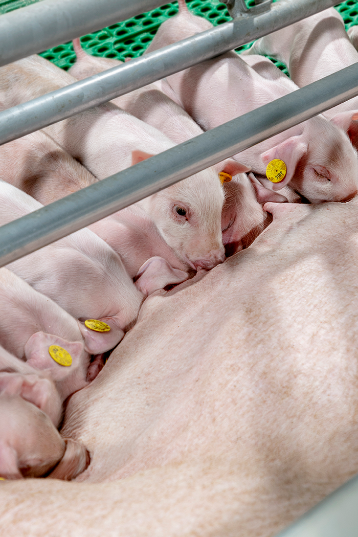 Drinkende biggen bij de zeug