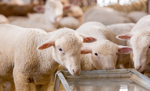 Luchtwegaandoeningen bij schapenlammeren