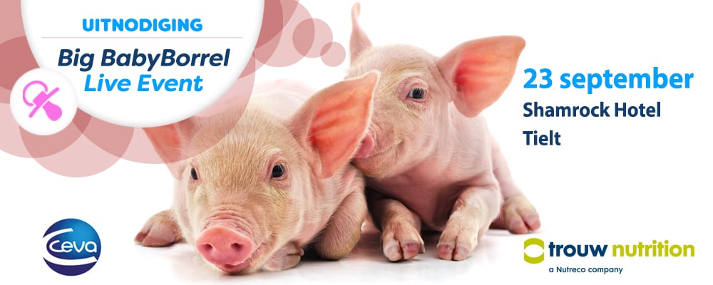 56890-TN headerbeeld UITNODIGING BIG BABYBORREL BE.jpg
