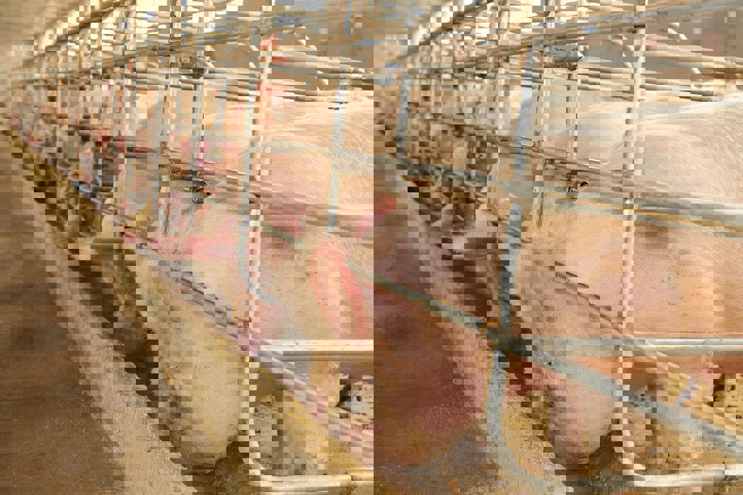 Varkens brijvoer